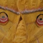 Schmetterling im Detail 2