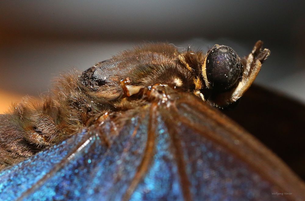 Schmetterling im Detail