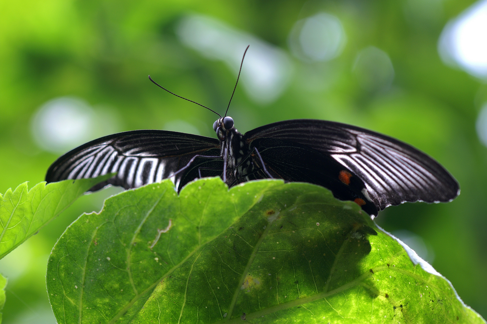 Schmetterling im Detail