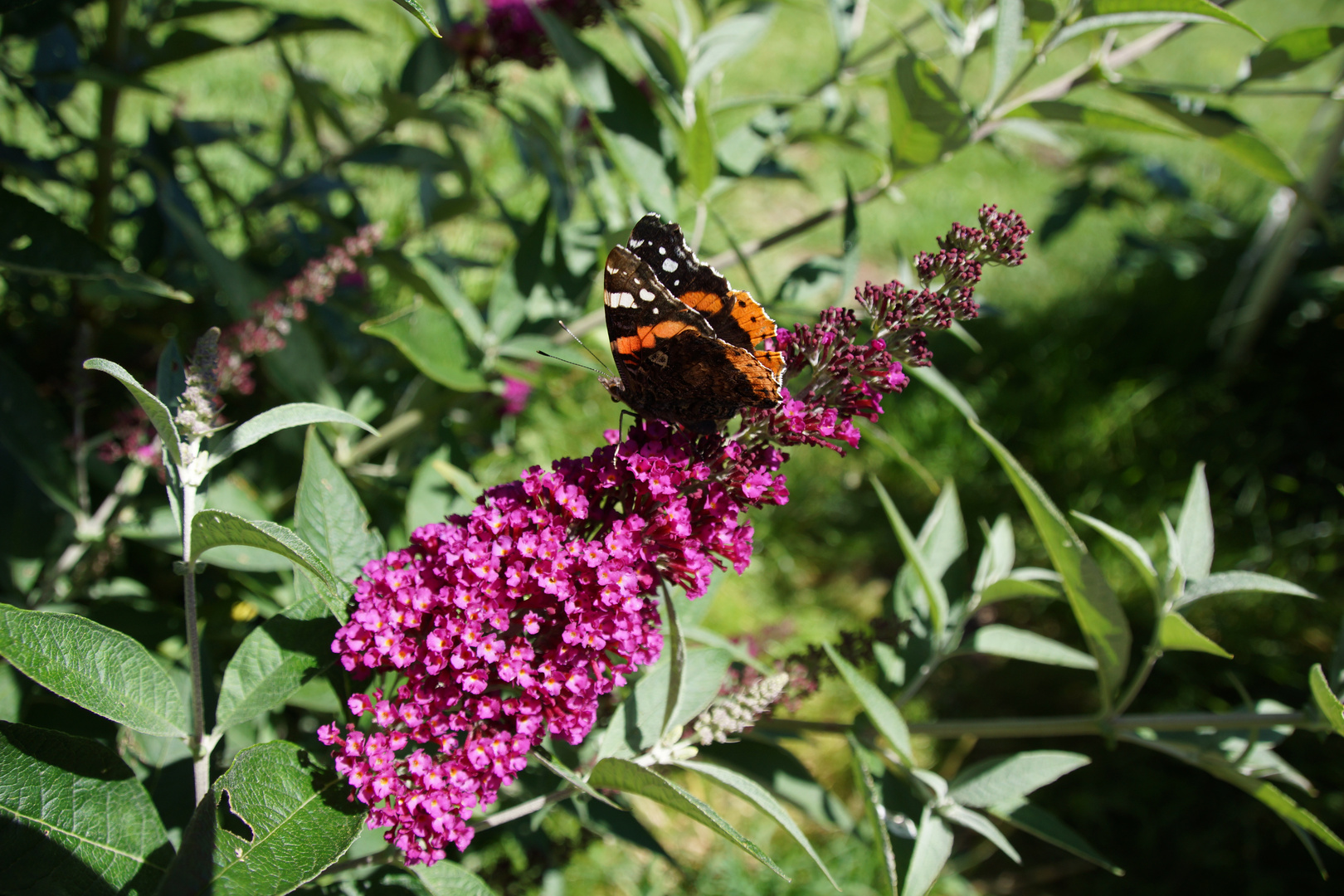 Schmetterling im Donautal