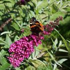 Schmetterling im Donautal