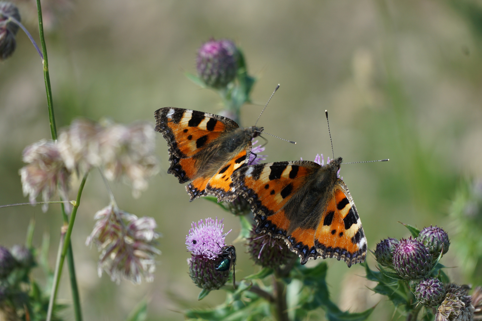 Schmetterling im Doppelpack