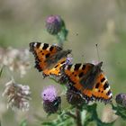 Schmetterling im Doppelpack