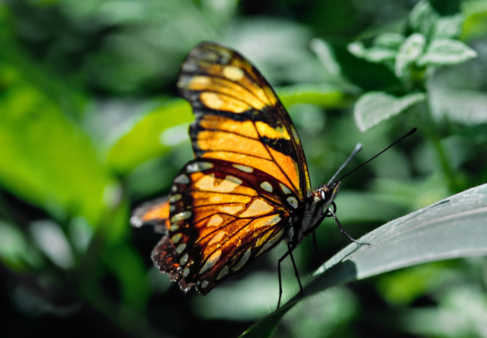 Schmetterling im Dschungel