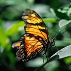 Schmetterling im Dschungel