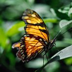 Schmetterling im Dschungel