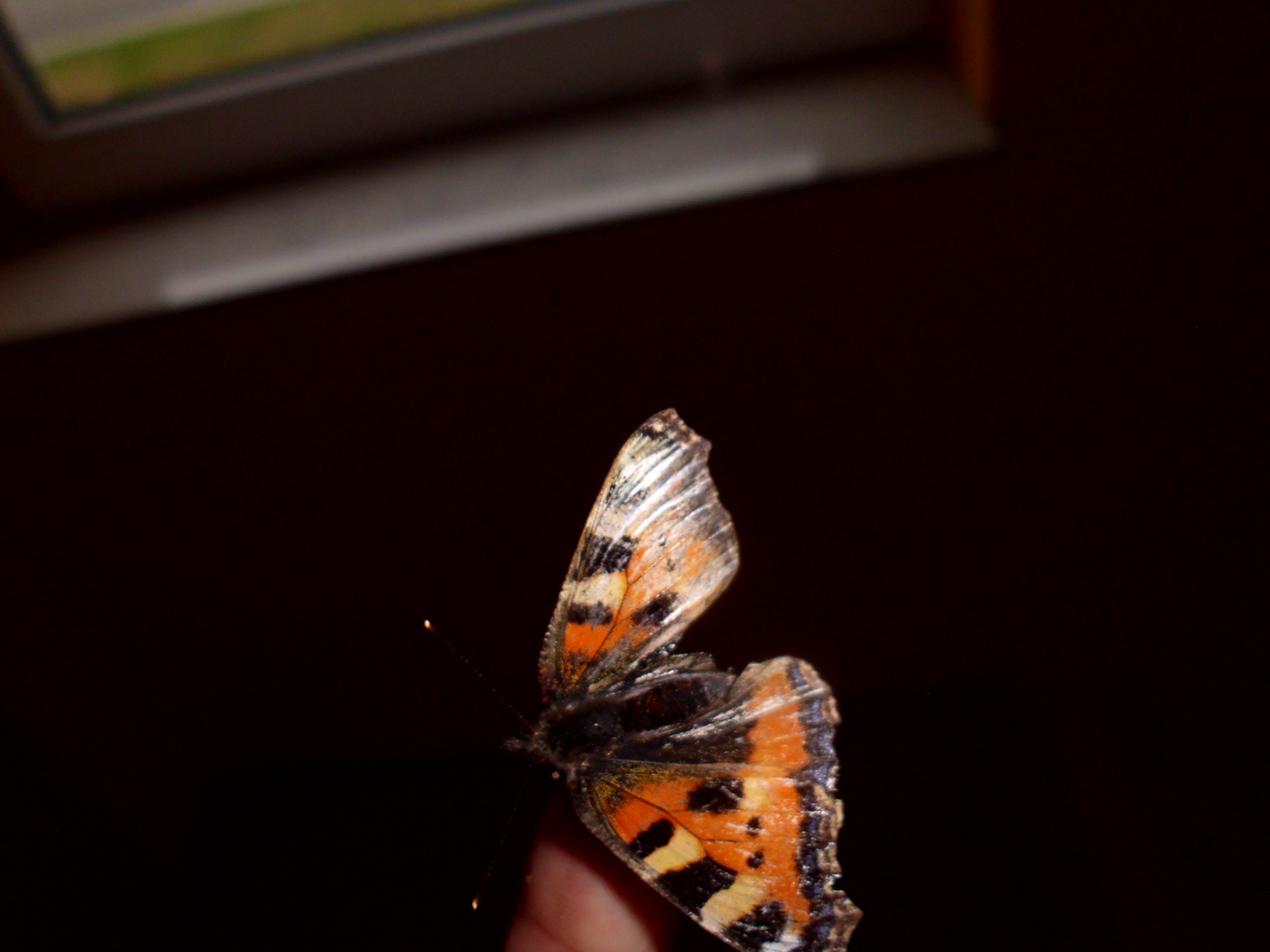 Schmetterling im Dunkeln