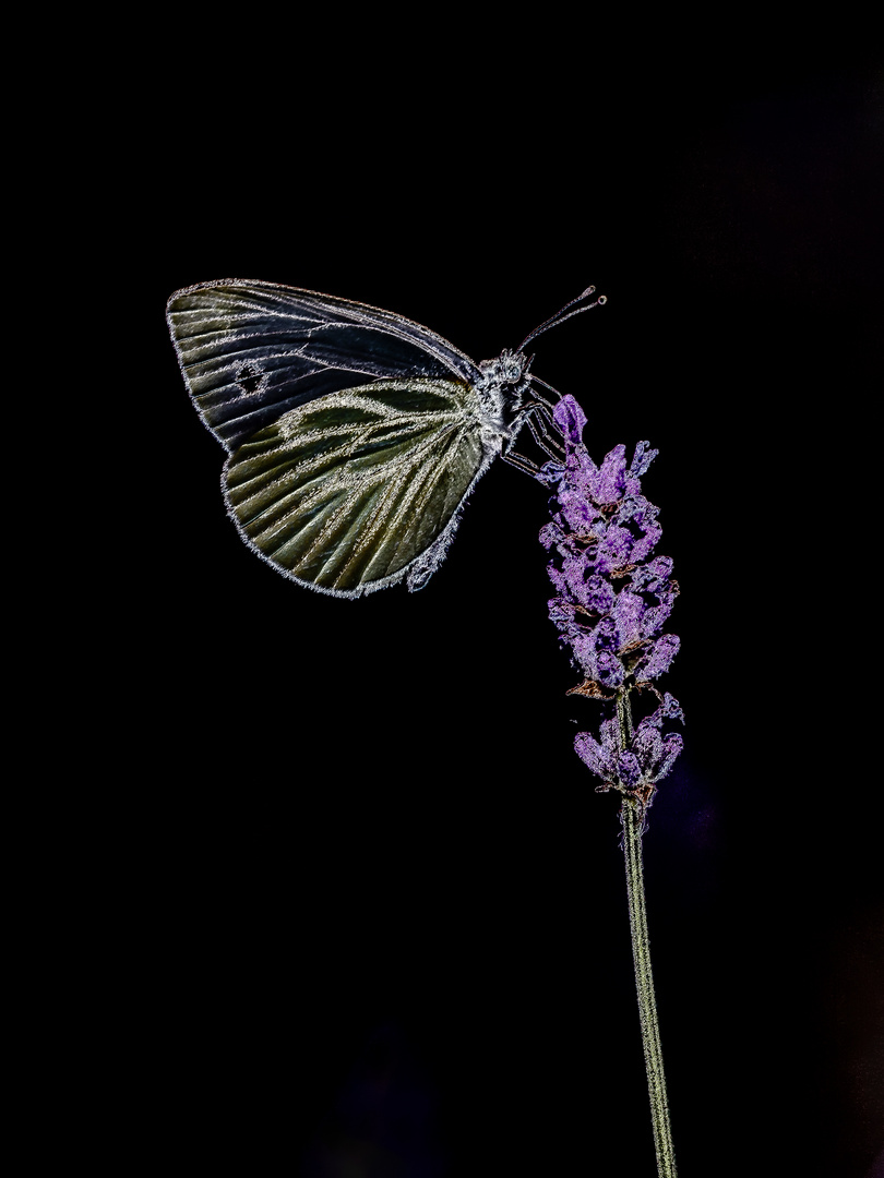 Schmetterling im Dunkeln