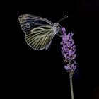 Schmetterling im Dunkeln