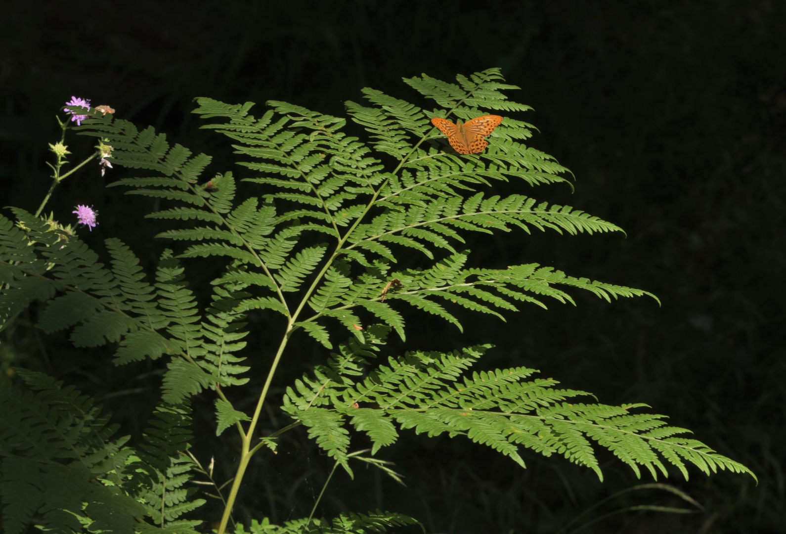 Schmetterling im dunklen Wald