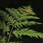 Schmetterling im dunklen Wald