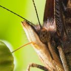 Schmetterling im Efeu.