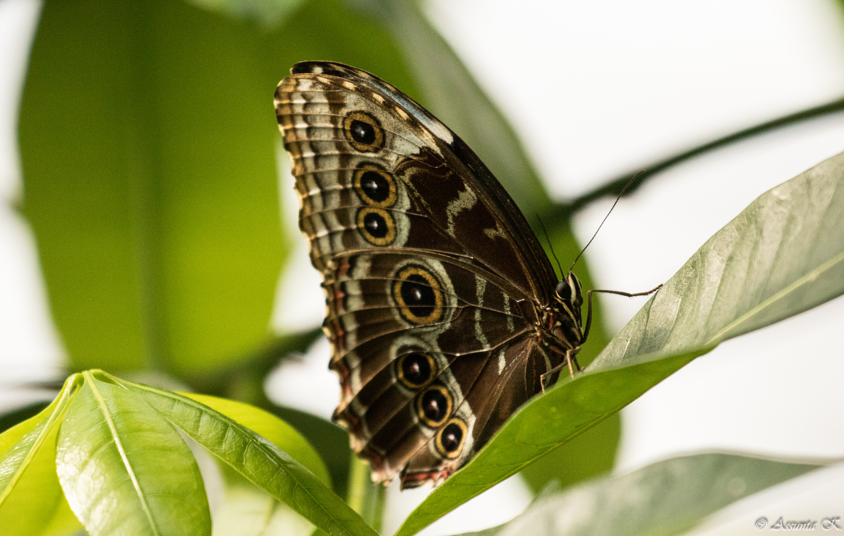 Schmetterling im Emsflower Park 