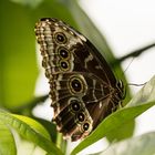 Schmetterling im Emsflower Park 