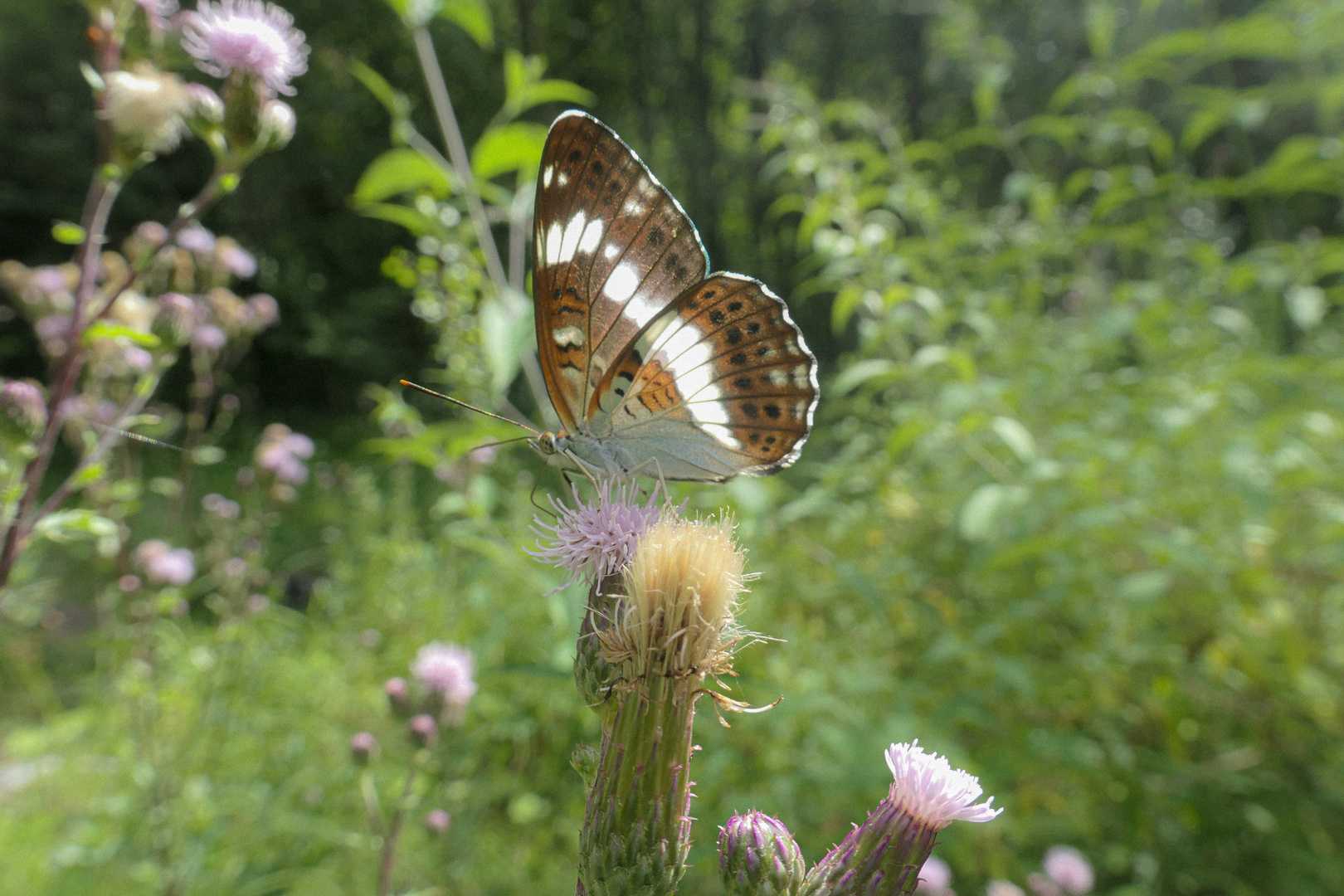 Schmetterling im Europäischen Dschungel