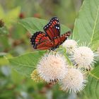 Schmetterling im Everglades Nationalpark