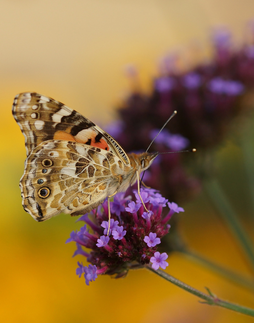 Schmetterling im Farbenmeer