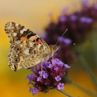 Schmetterling im Farbenmeer