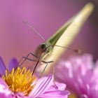 Schmetterling im Farbenrausch