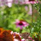 Schmetterling im Farbrausch I