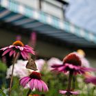 Schmetterling im Farbrausch II