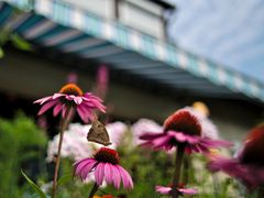 Schmetterling im Farbrausch II