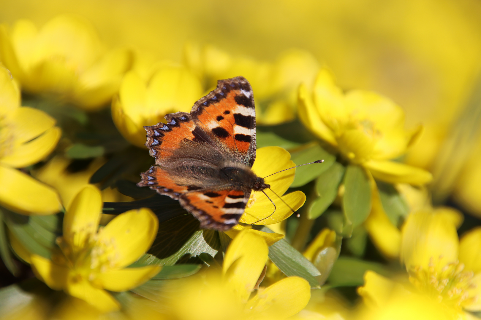 Schmetterling im Februar