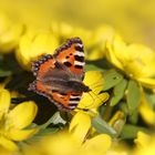 Schmetterling im Februar