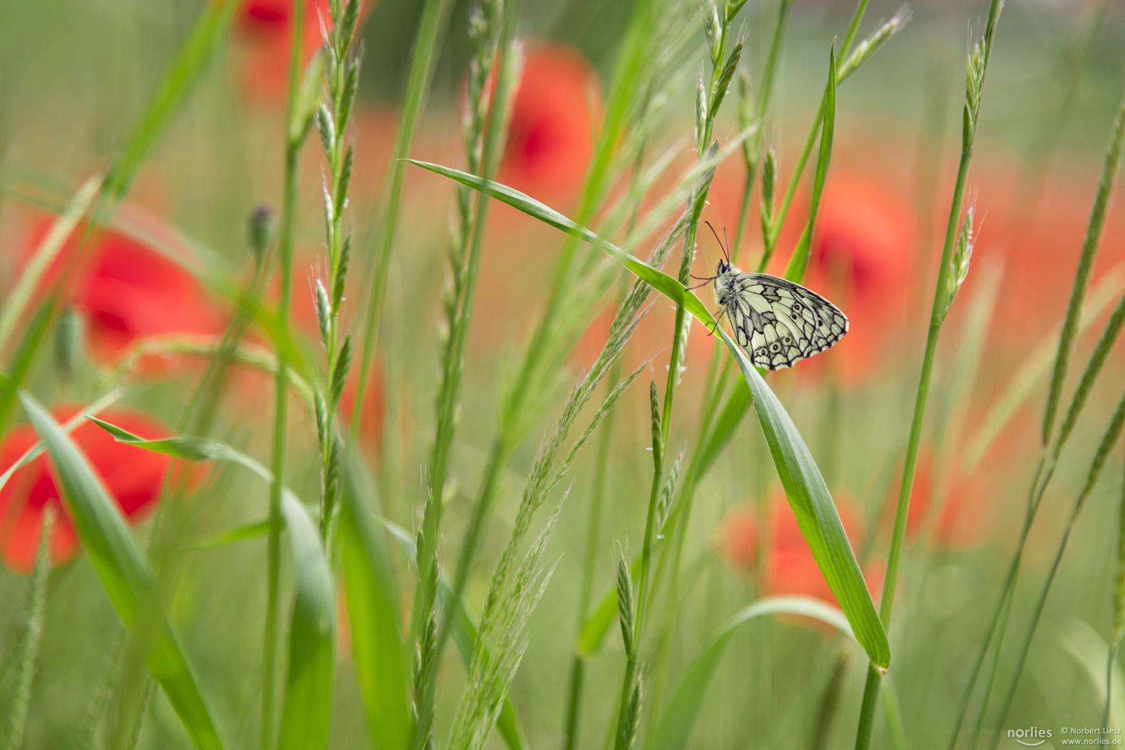 Schmetterling im Feld