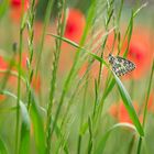 Schmetterling im Feld