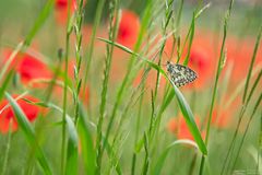 Schmetterling im Feld