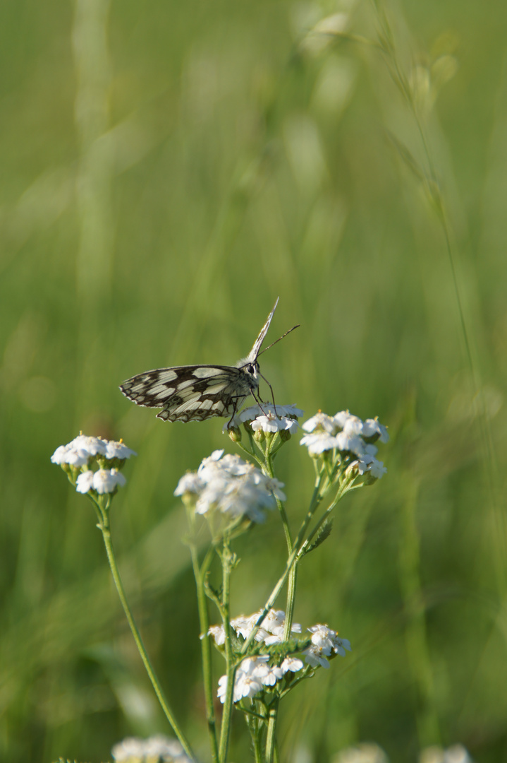 Schmetterling im Feld