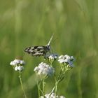 Schmetterling im Feld