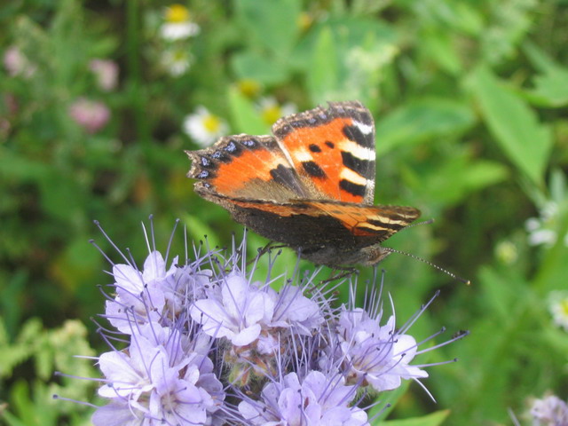 Schmetterling im Feld