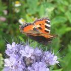 Schmetterling im Feld