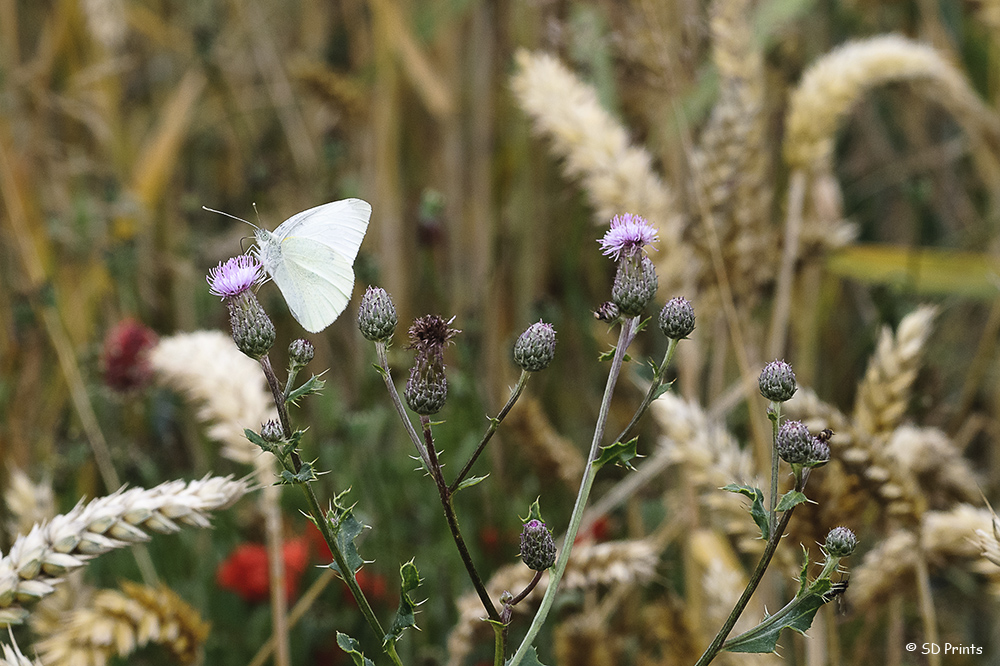 Schmetterling im Feld