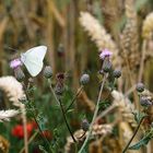 Schmetterling im Feld