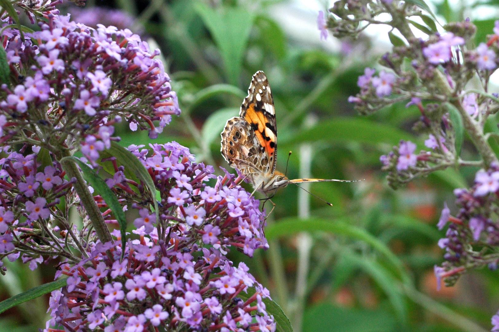 Schmetterling im Flieder