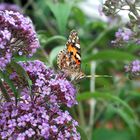 Schmetterling im Flieder