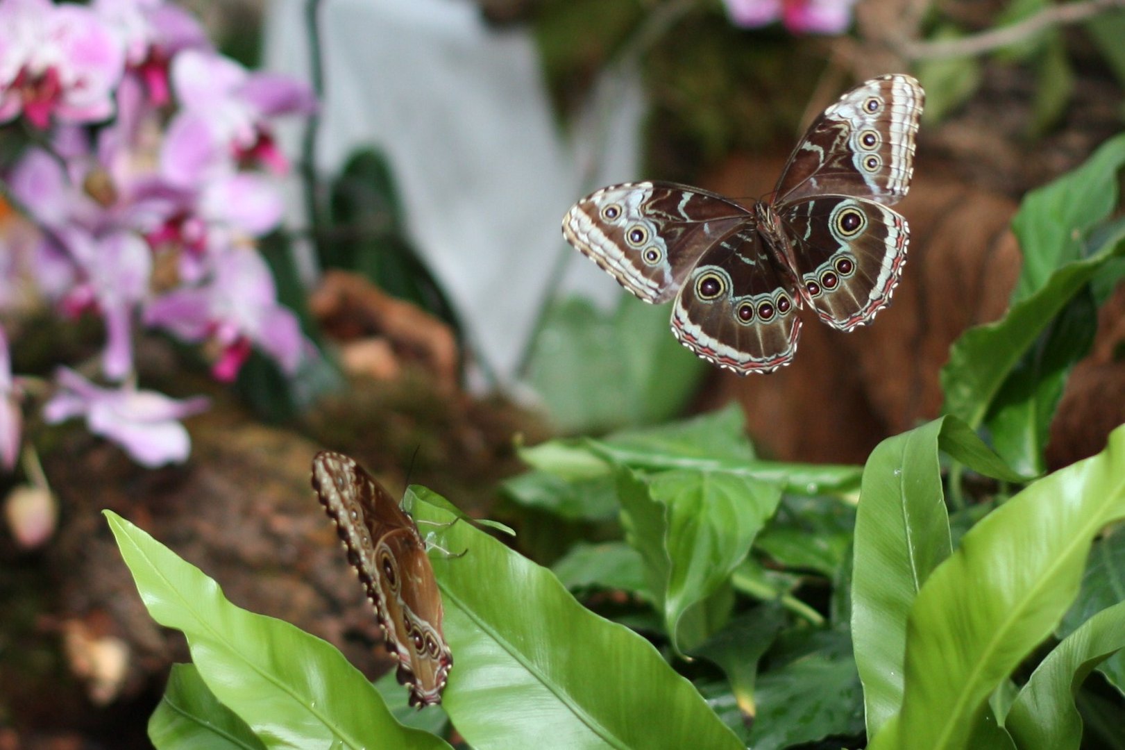 Schmetterling im Flug