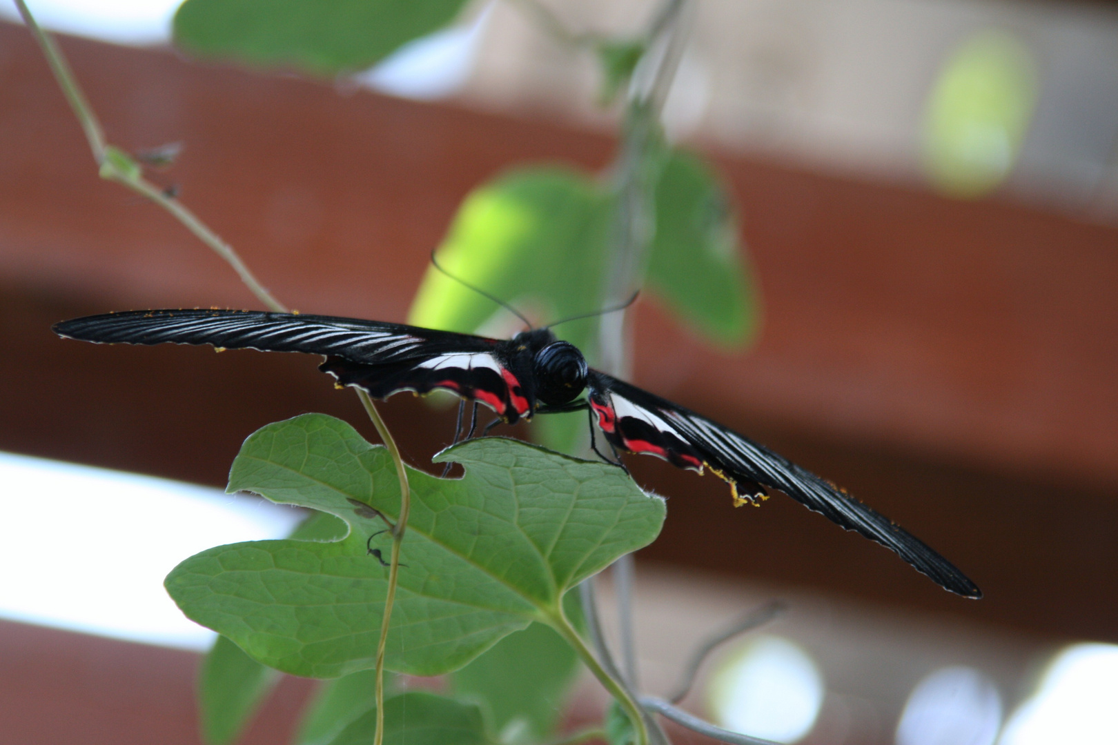 Schmetterling im Flug