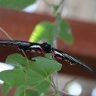 Schmetterling im Flug