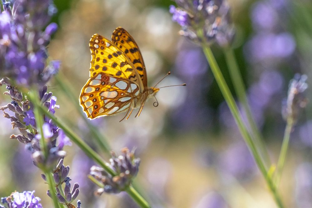 Schmetterling im Flug 