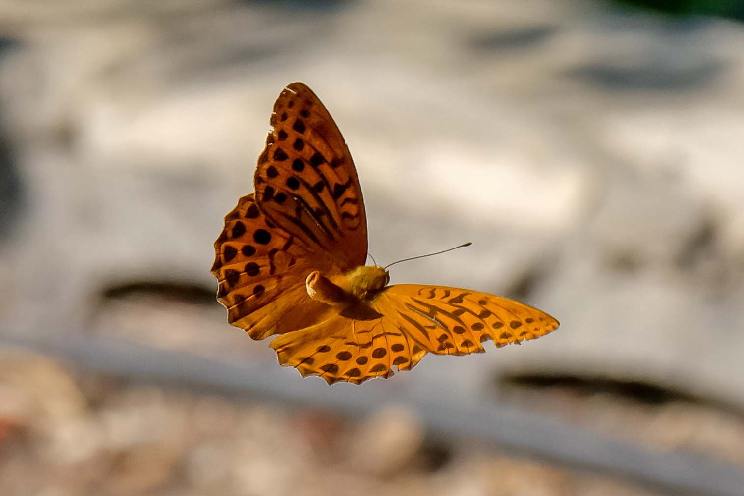 Schmetterling im Flug 