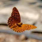 Schmetterling im Flug 