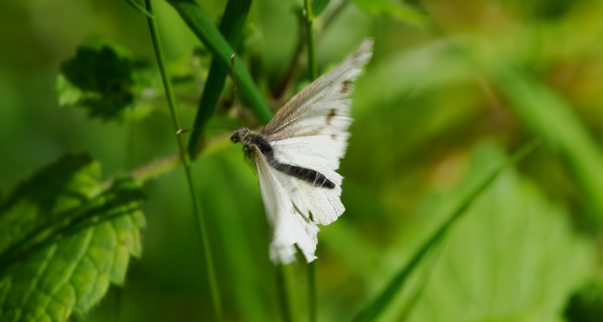 Schmetterling im Flug (72)