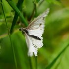 Schmetterling im Flug (72)