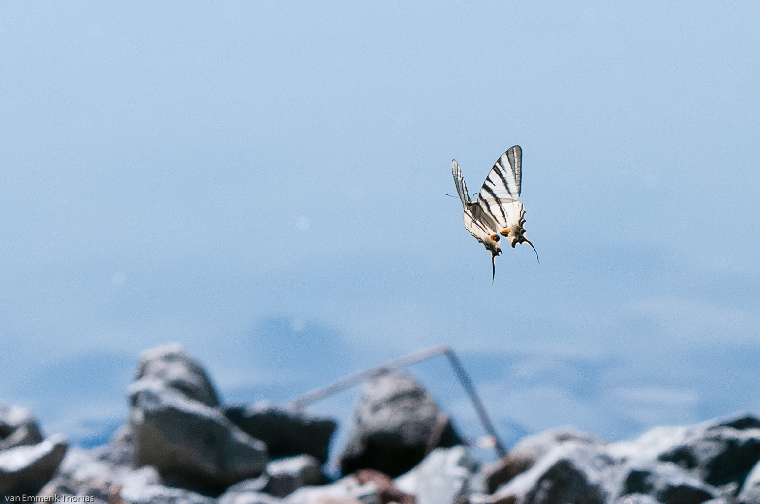 Schmetterling im Flug