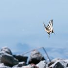 Schmetterling im Flug