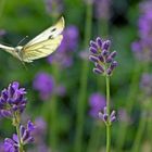 Schmetterling im Flug